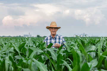 Portrait of senior farmer standing in corn field.