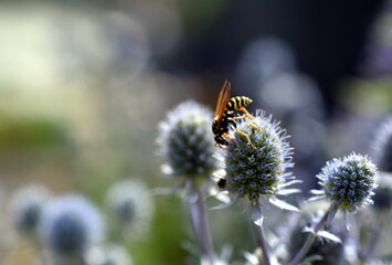Bienenwespe auf einer Mannstreu-Blüte