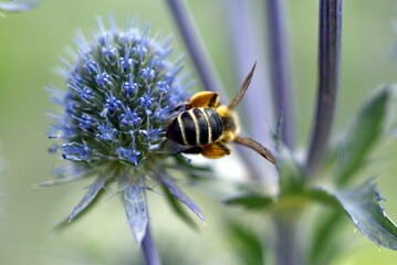 Bienenwespe auf einer Mannstreu-Blüte