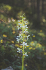 Orchis à 2 feuilles - Two leaf orchis