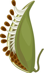 Dry fruit follicle isolated on white background