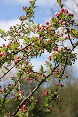blühen, rosa, pink, Blume