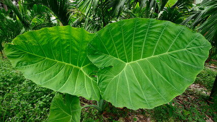 Green leaves make you feel fresh.