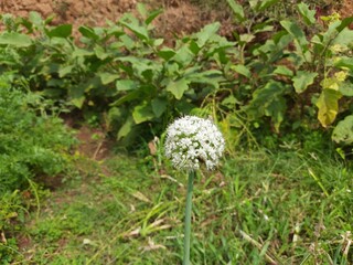 Flowering onion, or alliums in the summer garden. blooming onion plant in garden. Closeup of white onions flowers on summer field. Onion plants with beautiful white flowers blooming. Bulb onion flower