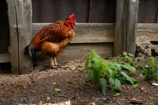 photo a red bird, a rooster stands hidden from the rain under the wall of an old fence