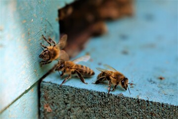 Three bees hanging out