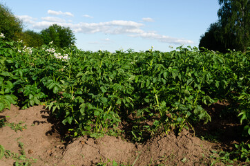 Fototapeta na wymiar flowering potato in july, agriculture