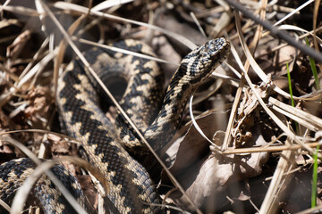 Brown european viper in the grass, black viper, european viper close up