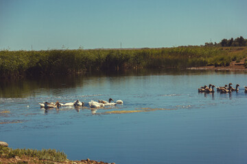 gray geese on the lake