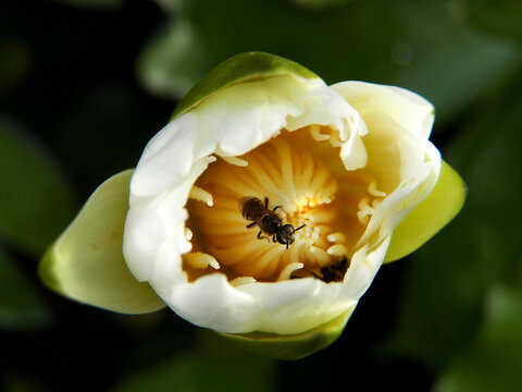 The bees stick to the pollen of the white lotus flowers.