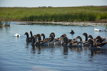 gray geese on the lake