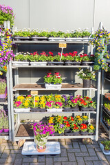 Rack filled with blossoming Bellis and Primula plants