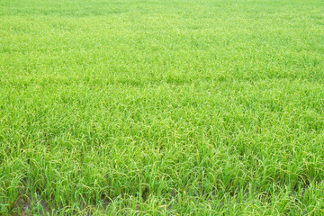 Green leaves make you feel fresh.