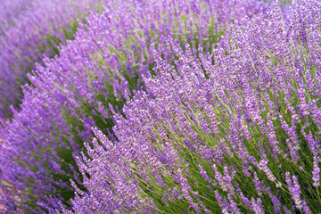 Fototapeta na wymiar Lavender flower in the grass green shallow depth of field. Beautiful purple lavender flowers ready for harvesting.