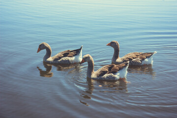 gray geese on the lake