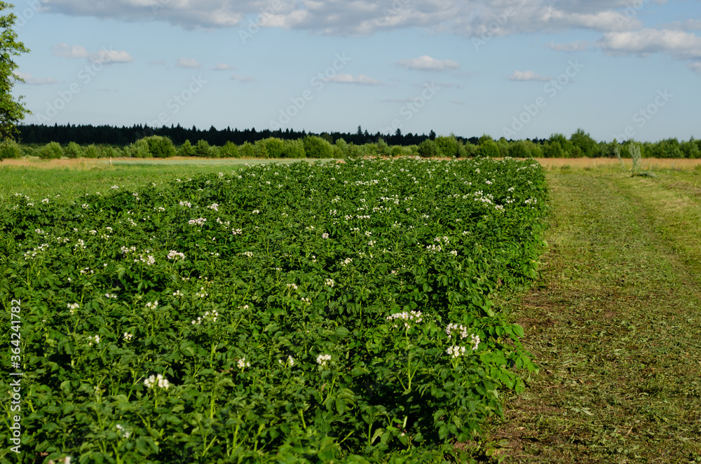 Sticker flowering potato in july, agriculture