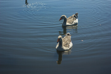 gray geese on the lake