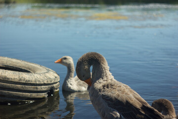 gray geese on the lake