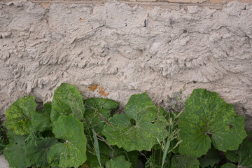 burdock wall