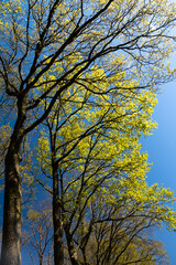 Green trees standing in the blue sky, sunlight peaking true. Green and blue collors