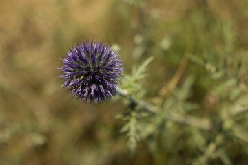 Spiny Flowers