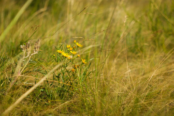 Steppe flowers