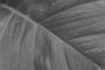 dry black and white leaf texture