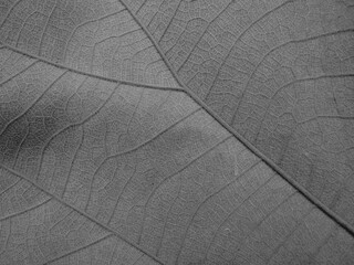 dry black and white leaf texture