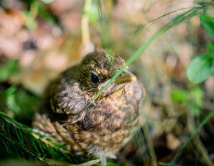 Young bird hiding in the grass. fieldfare nestling sitting on a ground waiting for his mom to come and feed him. Juvenile birdy with a serious face use natural camouflage not to be seen by predator.