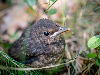 Young bird hiding in the grass. fieldfare nestling sitting on a ground waiting for his mom to come and feed him. Juvenile birdy with a serious face use natural camouflage not to be seen by predator.