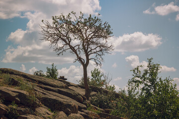 Obraz premium Wilderness wildlife