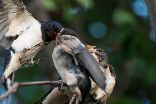 close up photo of young birds swallows sitting on a tree branch waiting for food and their mother swallow feeding them against the background of green leaves of a tree