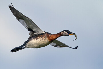 Red-necked grebe (Podiceps grisegena)