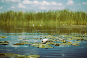 Pond with water lilies