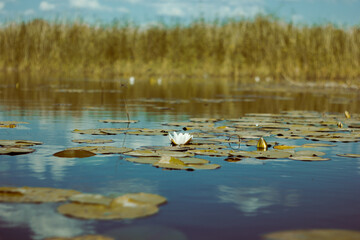 Pond with water lilies