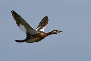 Red-necked grebe (Podiceps grisegena)