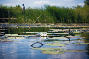 Pond with water lilies