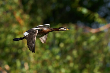Red-necked grebe (Podiceps grisegena)