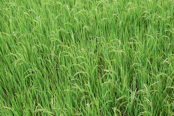 Rice fields in the morning Refreshing