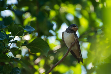 close up photo of young birds swallows sitting on a tree branch waiting for food against the background of a green tree branch