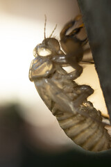 Empty cyccal of chrysalis after summer metamorphosis