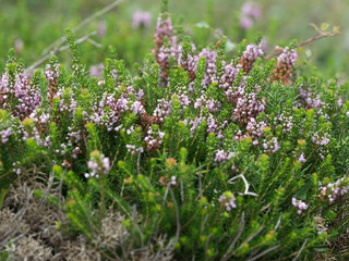 Obraz premium OLYMPUS DIGITAL CAMERA