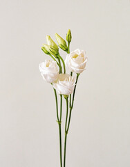 bouquet with small buds of white roses flowers on a light background