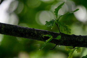 Wet oak leaves on a twig in the forest.
