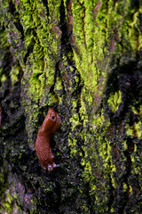 Brown snail on a tree trunk with moss.
