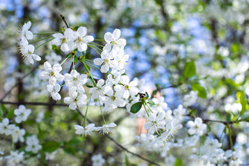 Cherry Blossom, Spring flowering of a farm orchard. Beautiful natural background backdrop. Cherry branch with white flowers in nature