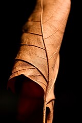 Autumn maple leaf close-up. Abstract composition. Autumn mood.