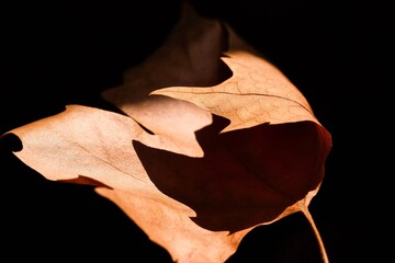Autumn maple leaf close-up. Abstract composition. Autumn mood.