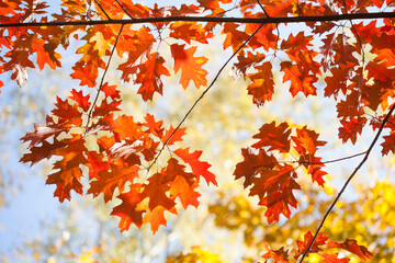 Autumn park red oak foliage tree branch on blurred background. Fall season bright colors nature...