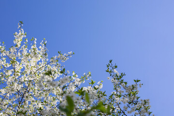 Blossom branch of a cherry tree against a blue sky, orchard blooming in spring. Backdrop wallpaper background for design. White flowers of a flowering garden cherry tree